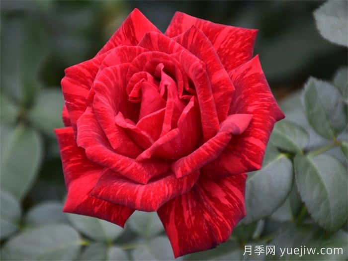 经典中国红！20种红色月季推荐(图5)