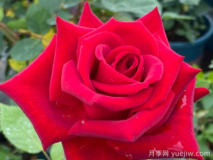 经典中国红！20种红色月季推荐(图7)