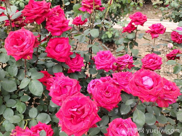 经典中国红！20种红色月季推荐(图8)