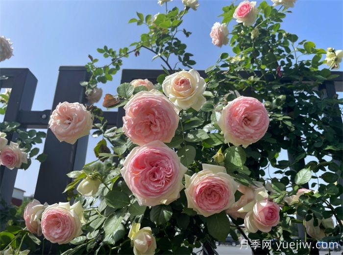 洛阳:月季花开香满城,打卡地点送给你(图3) 洛阳:月季花开香满城,打卡地点送给你(图3)