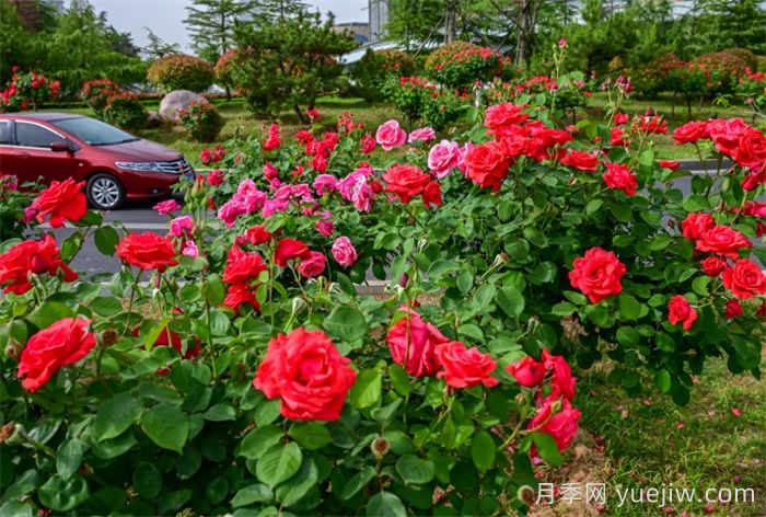 洛阳:月季花开香满城,打卡地点送给你(图4) 洛阳:月季花开香满城,打卡地点送给你(图4)