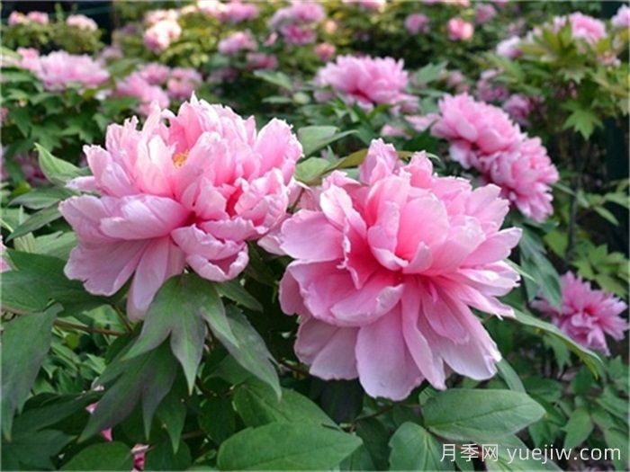 如何区分芍药和牡丹？(图1)