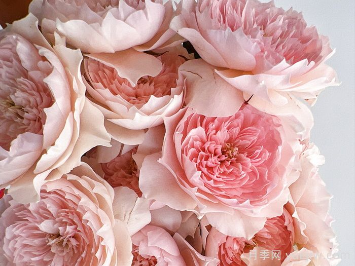 耐热月季，天狼暑系列月季品种(图2)