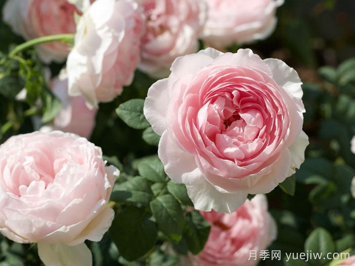 耐热月季，天狼暑系列月季品种(图3)