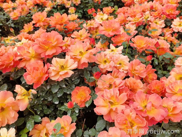 五月份，阳台党必备的月季爆花养护全攻略(图1)