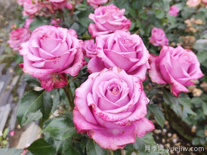 五月份，阳台党必备的月季爆花养护全攻略(图2)