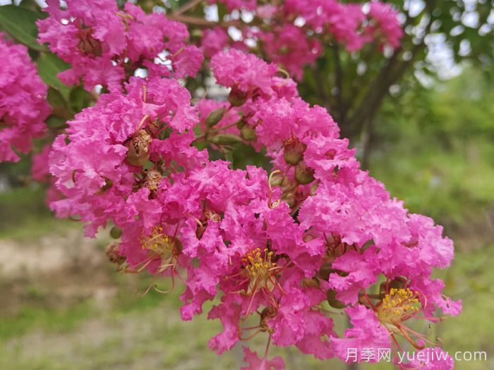 11种常见住宅入户植物(图2)