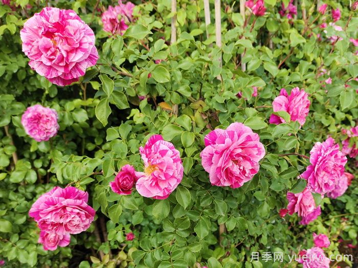 月季白粉病爆发季节,如何有效防治?(图1) 月季白粉病爆发季节,如何有效防治?(图1)