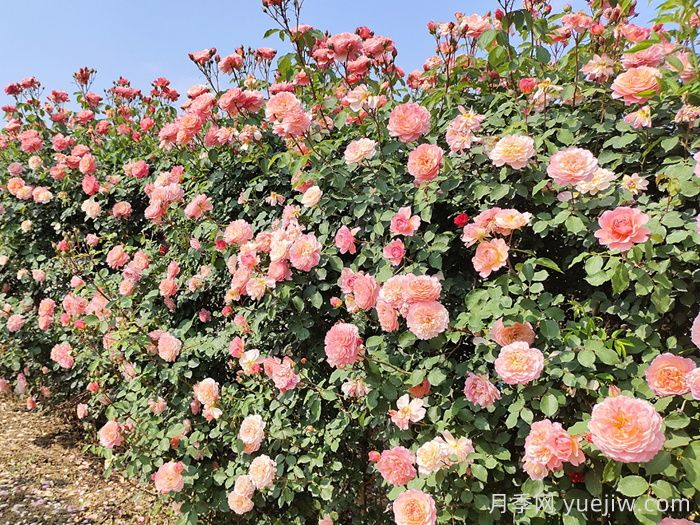 月季花枝垂头打蔫，原来是茎蜂惹的祸(图1)