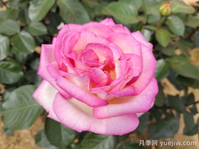 南阳月季：智能云端，让养月季更智慧(图1)