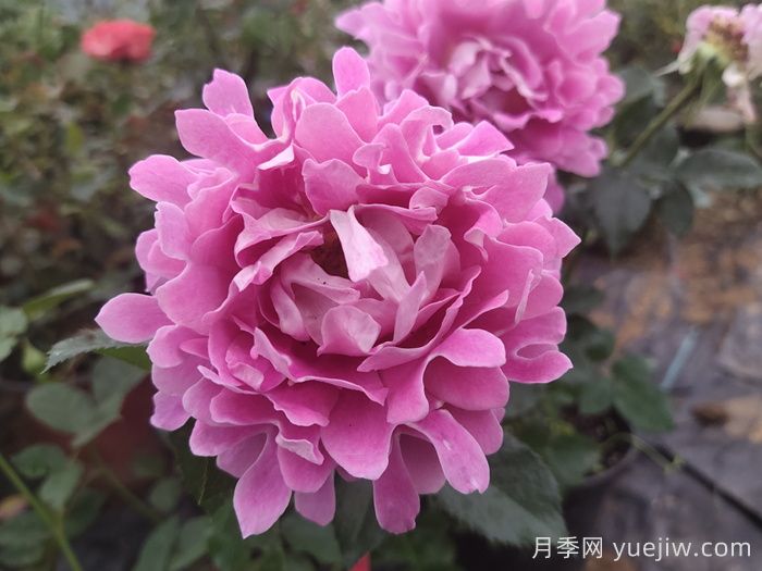 南阳月季：借直播东风，产业迭代焕新(图1)