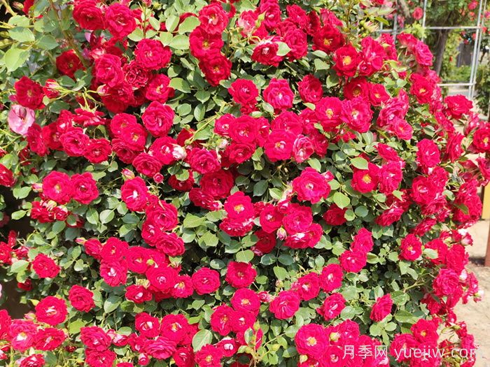 五月份月季花该如何管理？(图2)