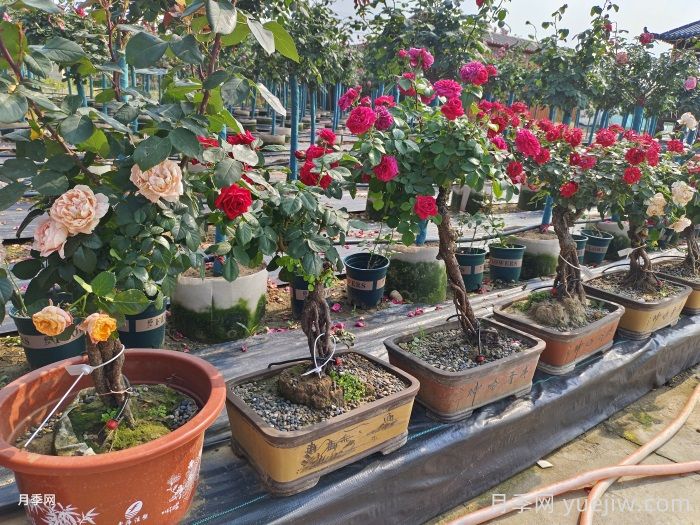 春季月季花盆选购与布置(图2) 春季月季花盆选购与布置(图2)