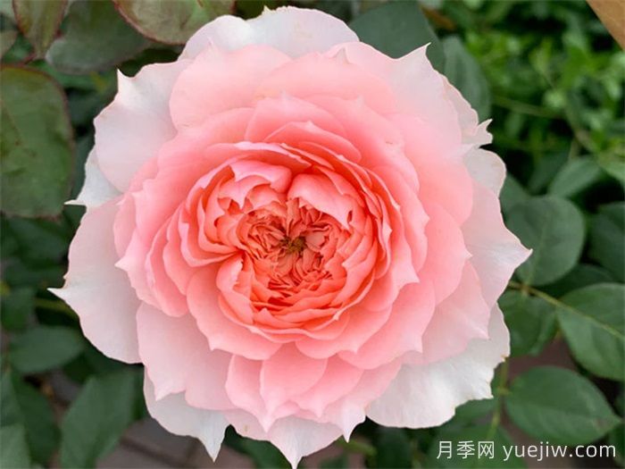 粉色月季哪些品种好看又耐开?(图1)