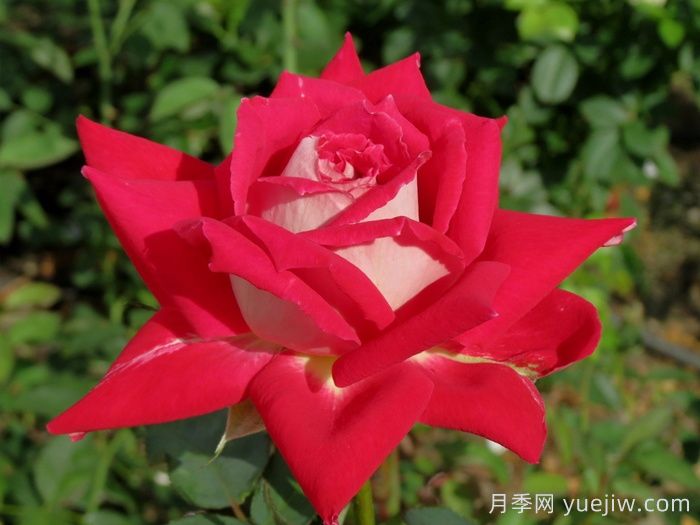 春季月季移栽，一定要检查根部预防根腐病(图1)