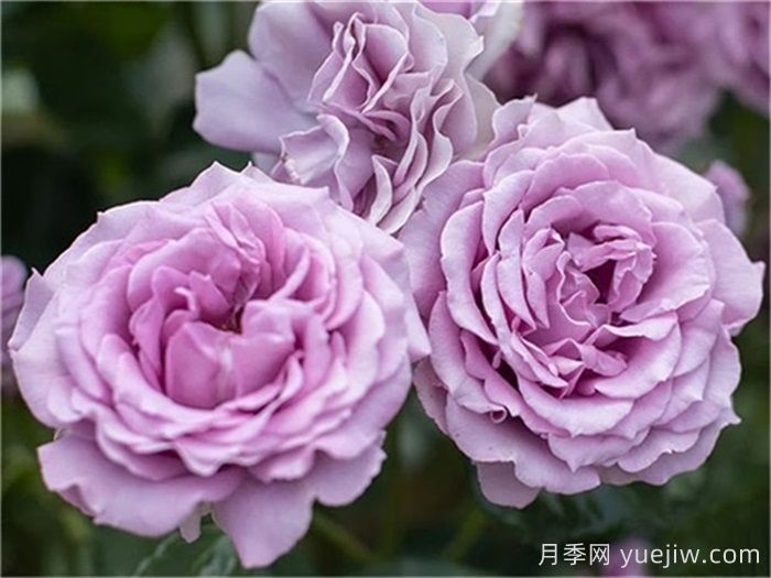 高级感拉满的6款蓝紫色月季(图2)