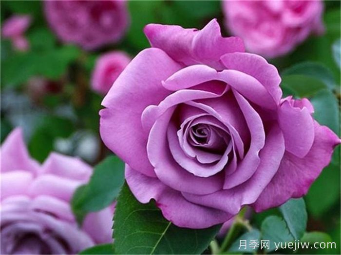 高级感拉满的6款蓝紫色月季(图1)