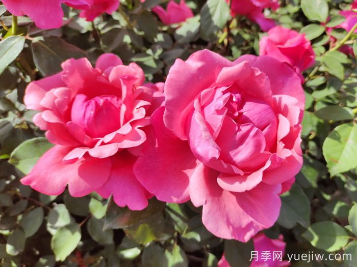 南阳月季：南阳市月季国家林木种质资源库引领产业发展(图1)