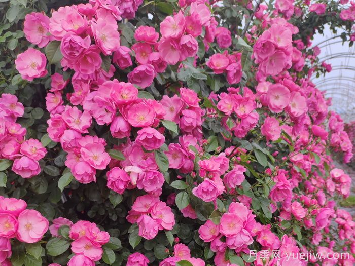 四季如春的花园,一定有棵四季藤本月季!(图1) 四季如春的花园,一定有棵四季藤本月季!(图1)