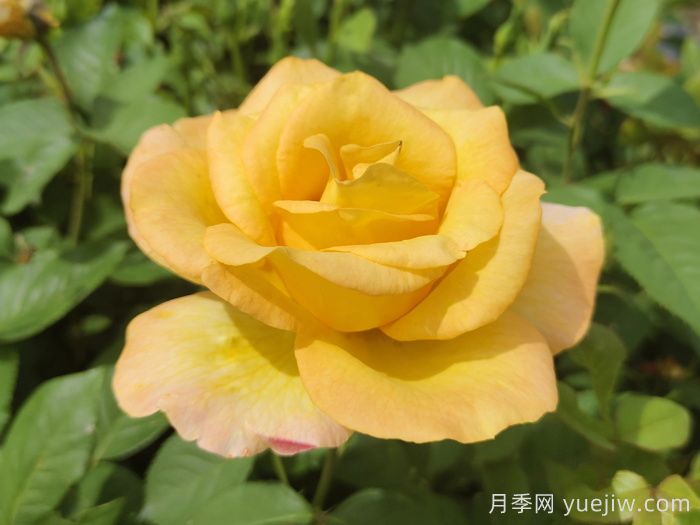 不同颜色月季花代表的含义?(图3) 不同颜色月季花代表的含义?(图3)
