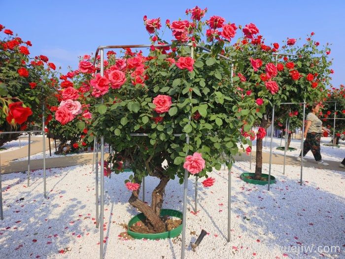 南阳月季市花文化和月季景观(图3)