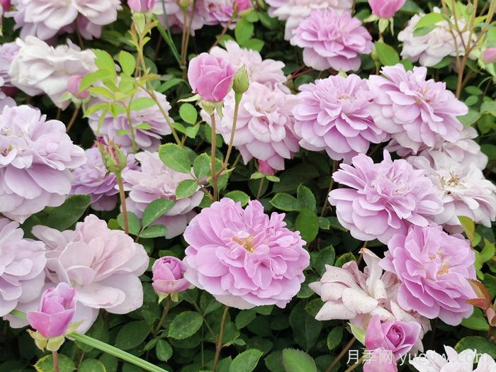 蓝色阴雨月季一年开几次花？(图1)