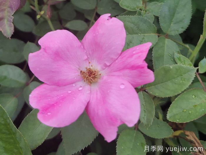 重瓣月季和单瓣月季哪个好？(图1)