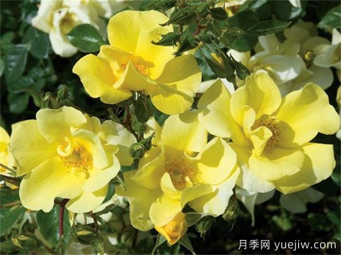 单瓣月季也迷人，推荐5个单瓣月季品种(图2)