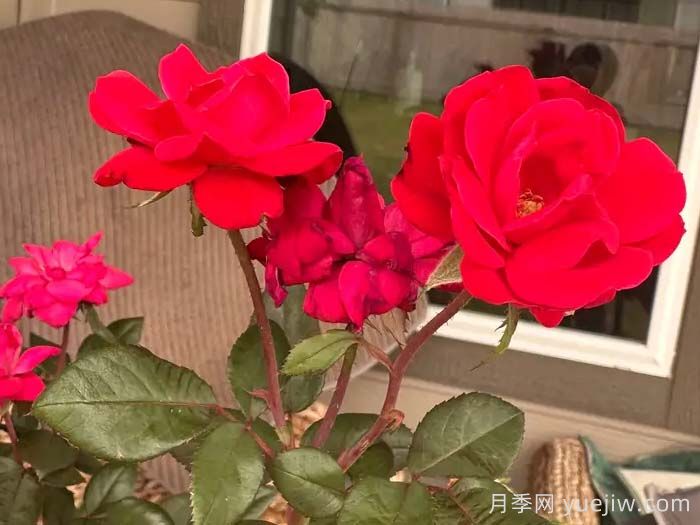 特伦钦月季Trencin(图1)