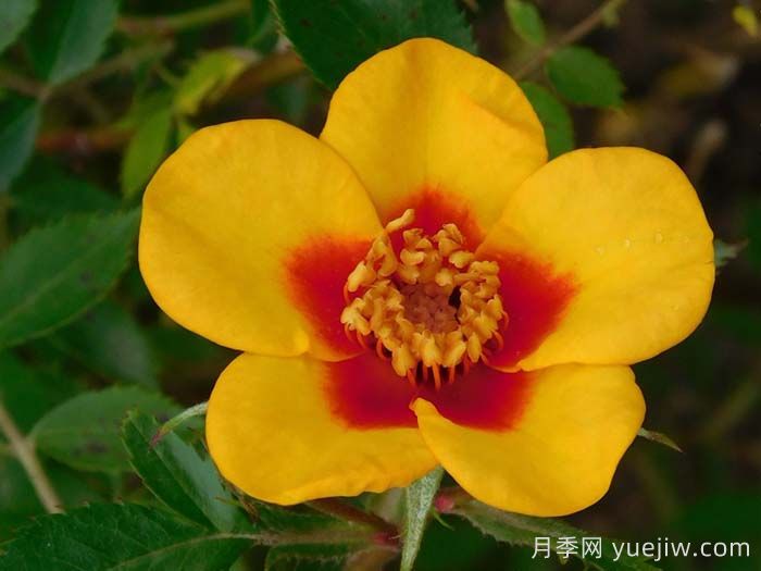 阿富汗女孩月季(图1)