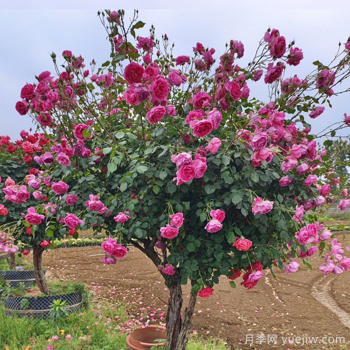 高杆月季的栽培及管理(图2)