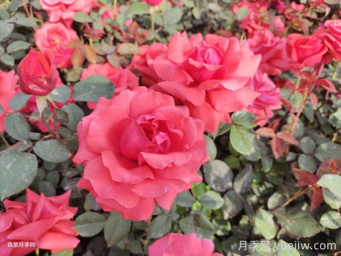 月季花在中国有哪些受欢迎的品种？(图1)