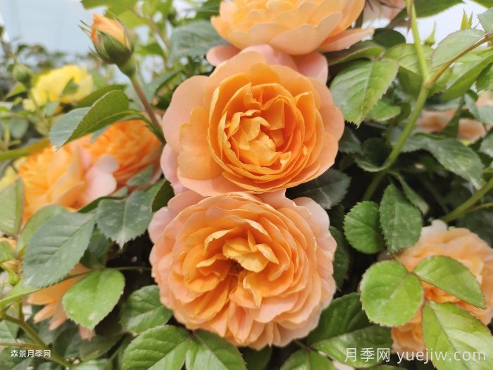 哪些月季不适合作为切花?(图1) 哪些月季不适合作为切花?(图1)