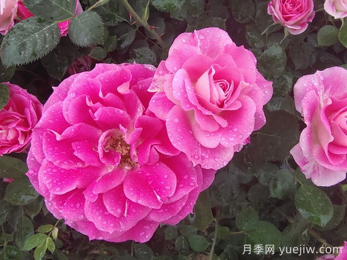 月季花能抗多少度的低温？(图1)