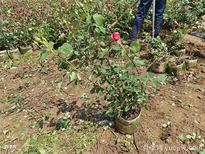 月季黄叶的原因及处理方法(图1)
