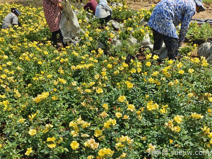 月季怕浇什么水？给月季浇水要注意什么？(图2)