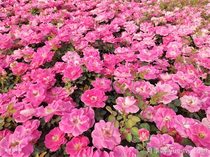 夏季月季几天浇一次水？(图1)