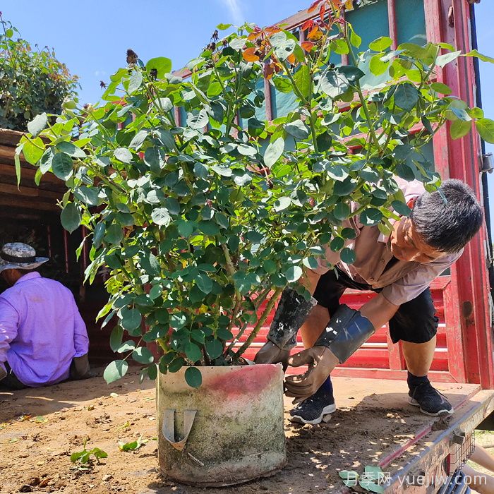 月季修剪后怎么养护？月季修剪后的养护指南(图1)