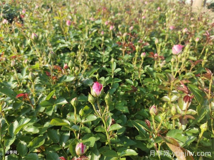 月季白粉病防治的方法(图1)