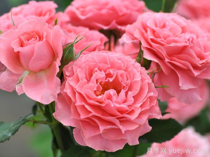 三文鱼月季和珊瑚果冻月季的区别？(图2)