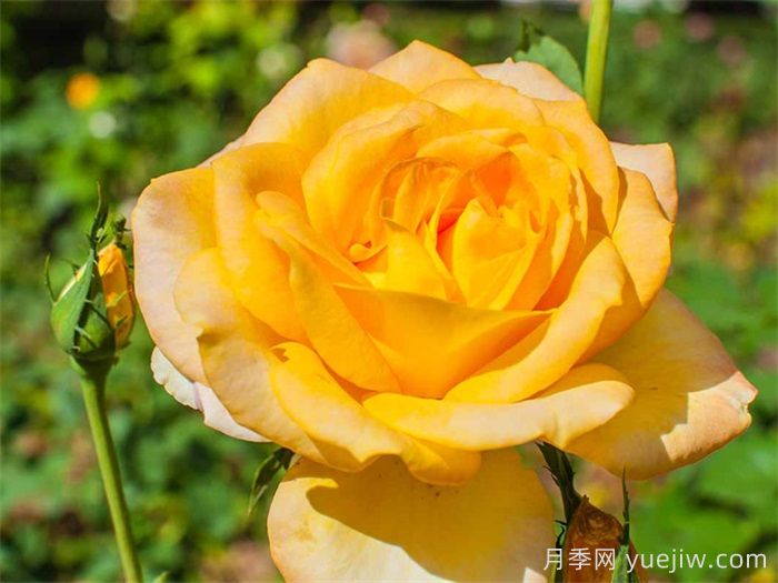 澳州黄金月季有什么优点？值得入手吗？(图1)