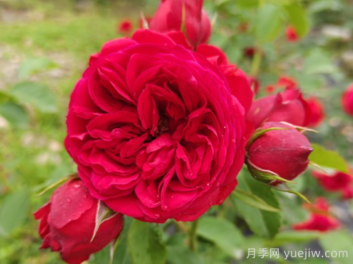 红苹果月季和红舞裙月季有什么区别？(图1)