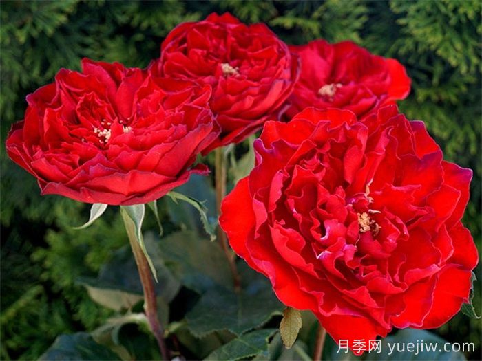 红苹果月季和红舞裙月季有什么区别？(图2)