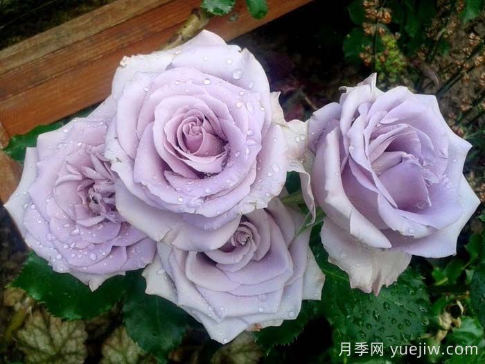 海洋之歌月季是藤本还是灌木？(图1)