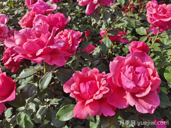 月季花:此花无日不春风(图1) 月季花:此花无日不春风(图1)