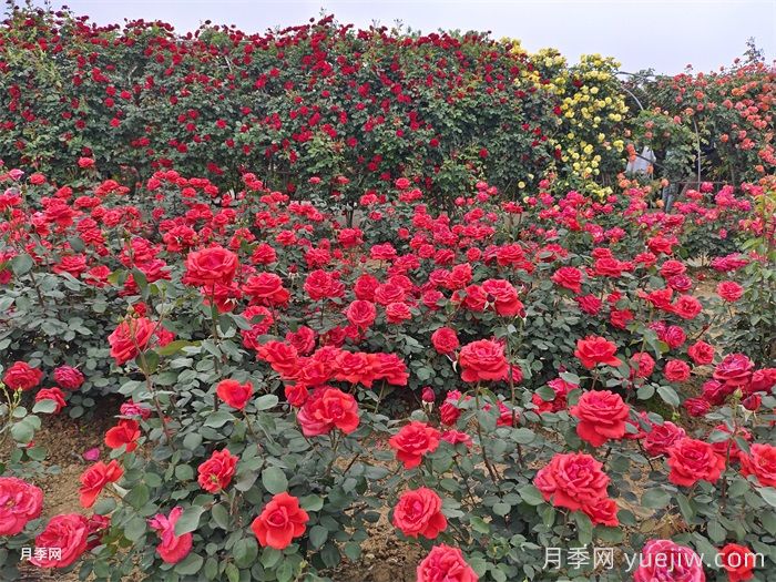 月季花:此花无日不春风(图2) 月季花:此花无日不春风(图2)