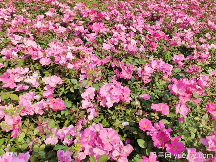 想要月季多开花、花质好？学会这三点(图2)