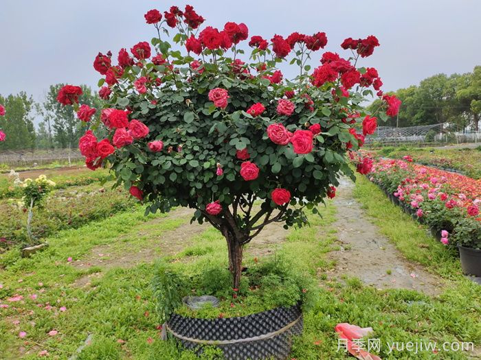 树状月季能养活几年?(图2) 树状月季能养活几年?(图2)
