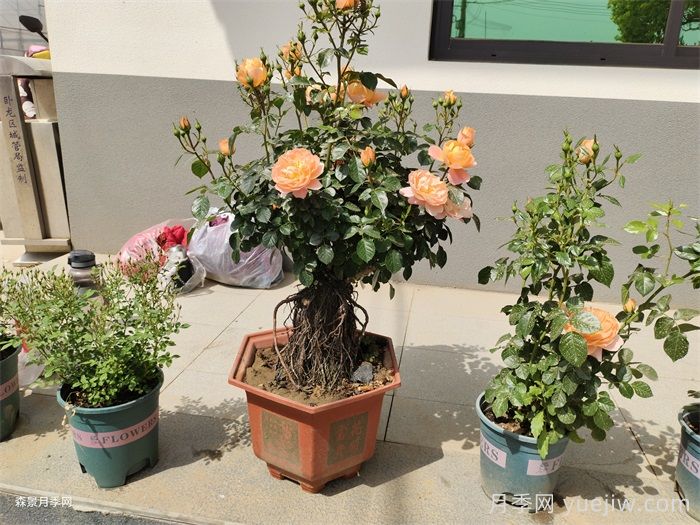 盆栽月季可以养多少年？(图1)