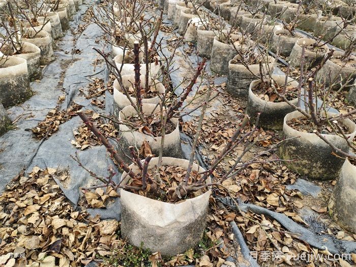 东北能种月季花吗?(图2) 东北能种月季花吗?(图2)